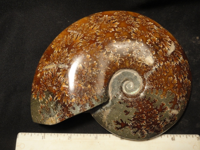 FOSSIL102