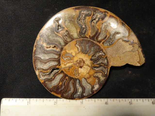 FOSSIL104