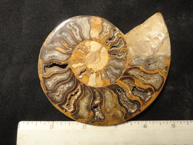 FOSSIL105