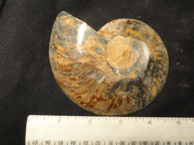 FOSSIL105