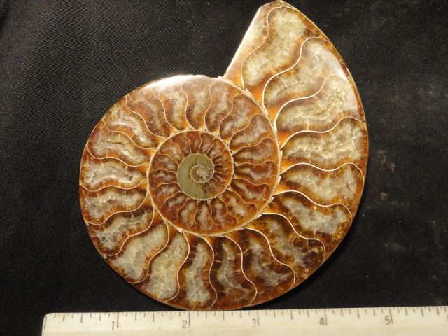 FOSSIL106