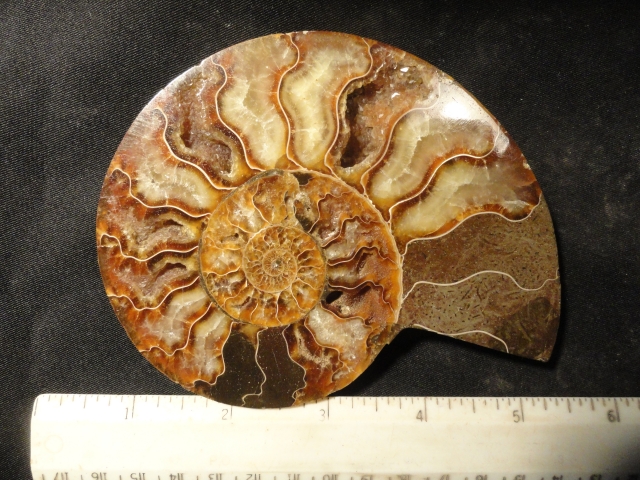 FOSSIL109