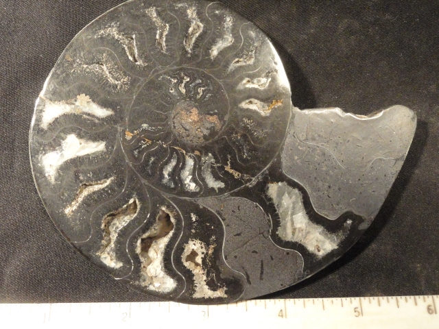 FOSSIL111