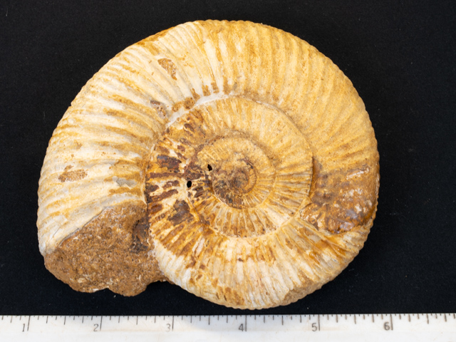 FOSSIL131
