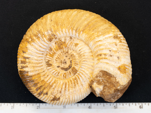 FOSSIL132