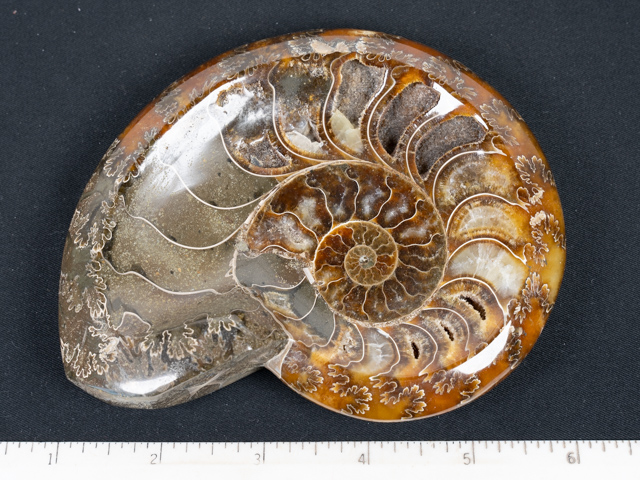 FOSSIL142