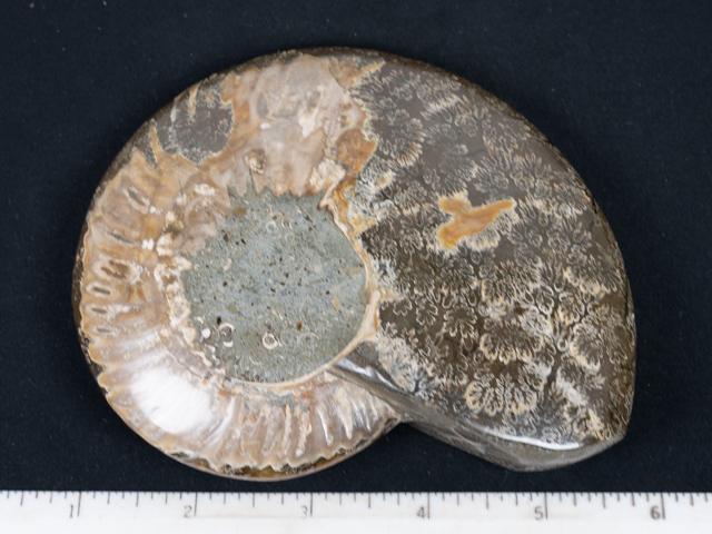 FOSSIL142