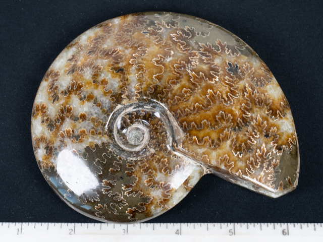 FOSSIL143