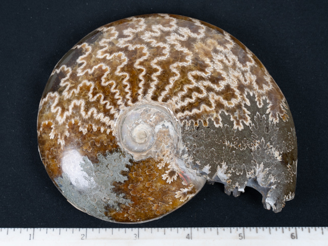 FOSSIL144