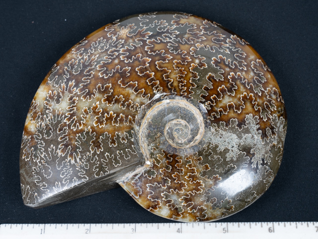 FOSSIL146
