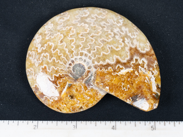 FOSSIL147
