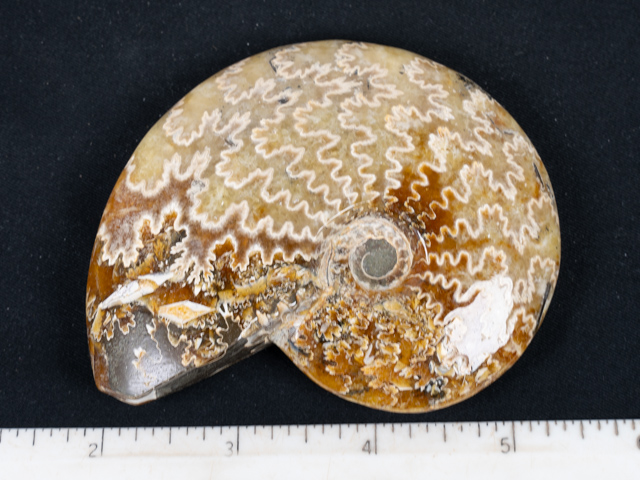 FOSSIL147