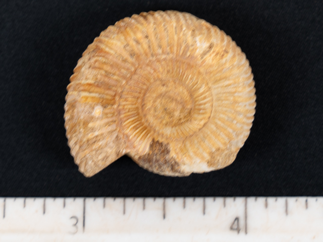 FOSSIL183