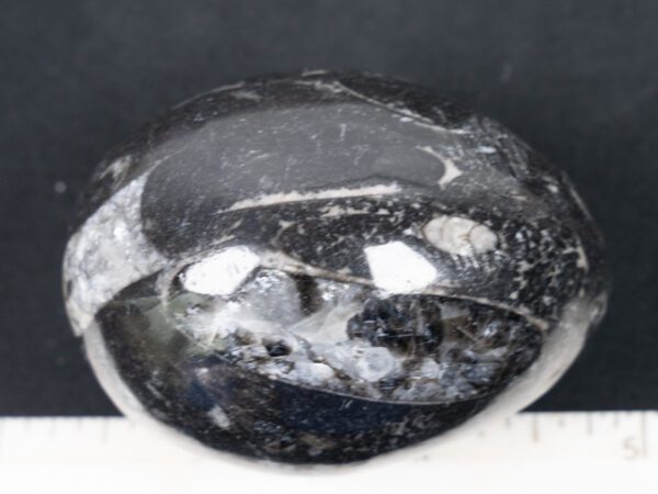 EGG102