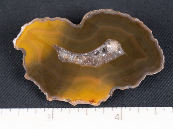 FIF446