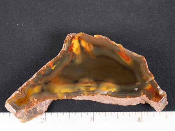 FIF448