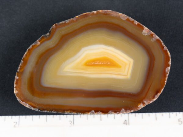FIF449