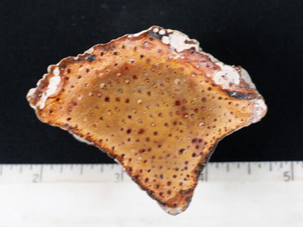 FIF466