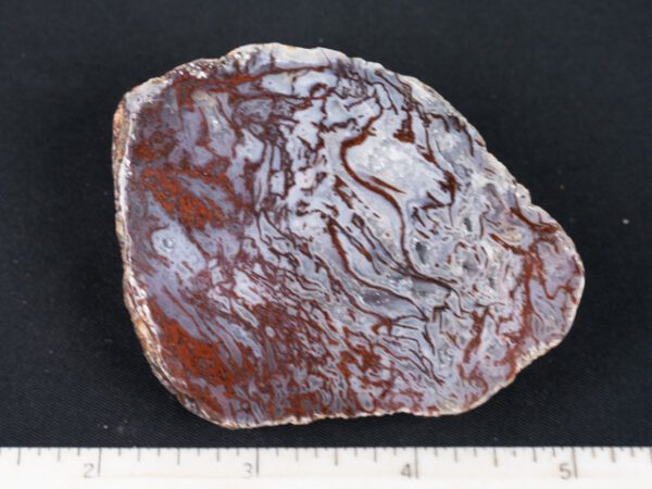 FIF488