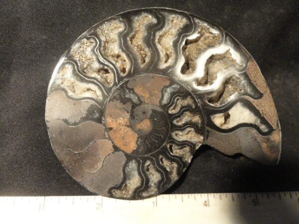 FOSSIL108