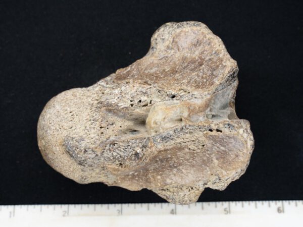 FOSSIL117