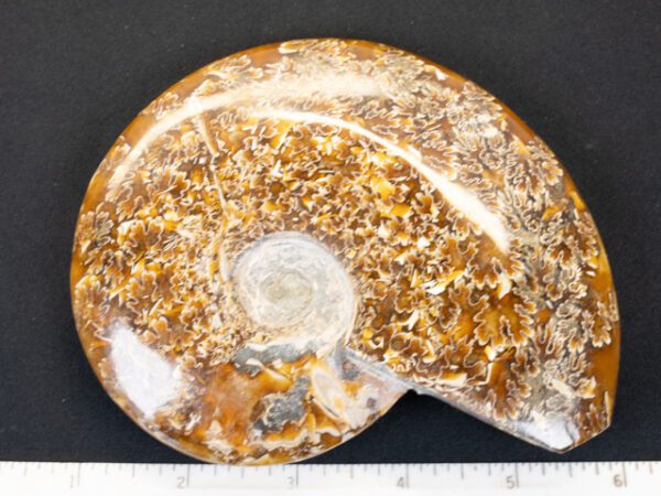 FOSSIL126