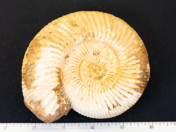 FOSSIL132