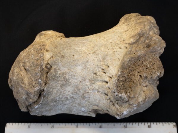 FOSSIL133