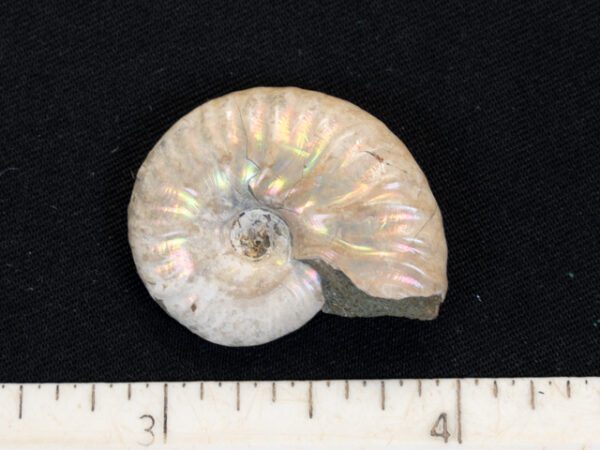 FOSSIL138