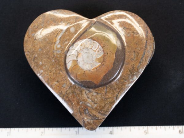 FOSSIL139