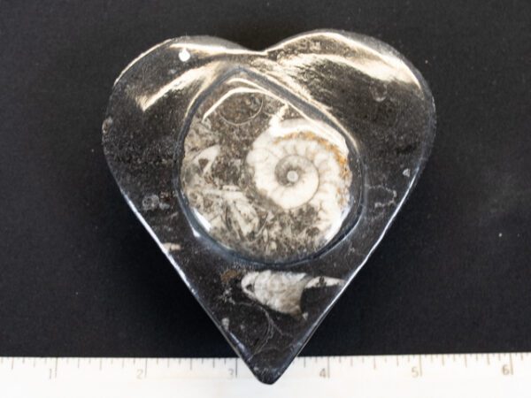 FOSSIL140
