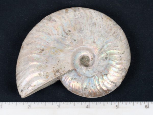 FOSSIL149