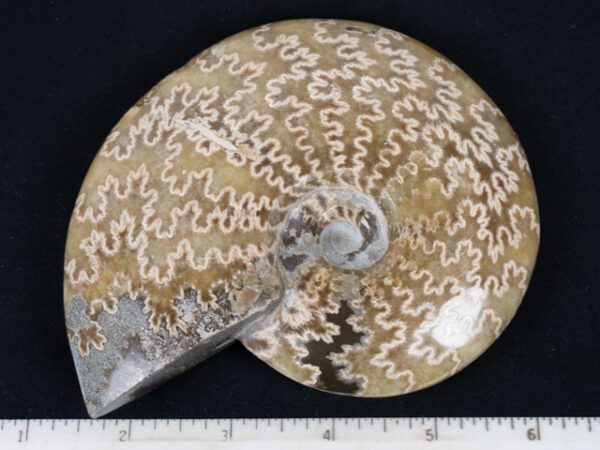 FOSSIL152