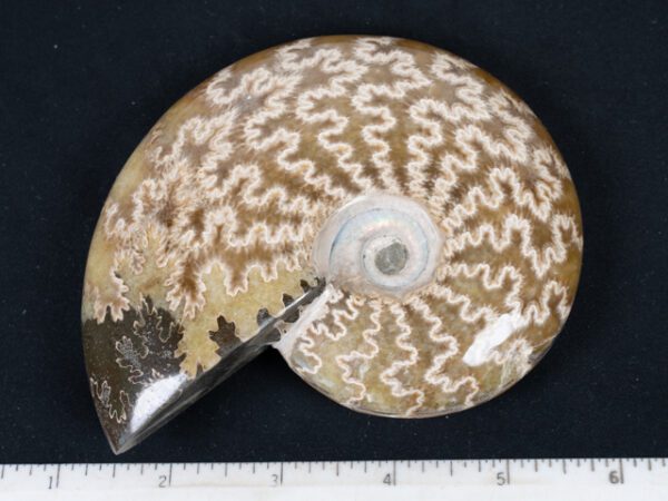 FOSSIL153