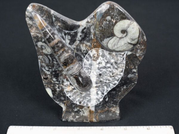 FOSSIL157
