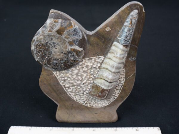 FOSSIL159