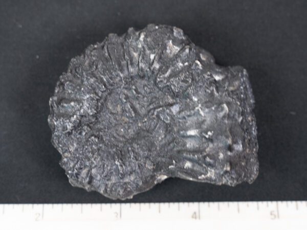 FOSSIL163