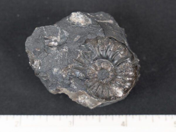 FOSSIL164