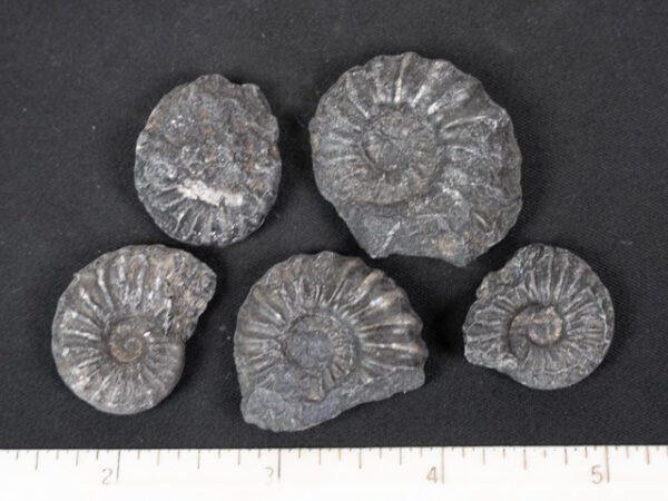 FOSSIL165