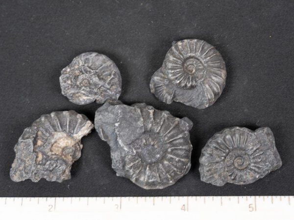 FOSSIL166