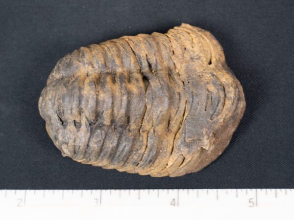 FOSSIL169