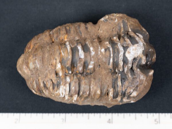 FOSSIL170