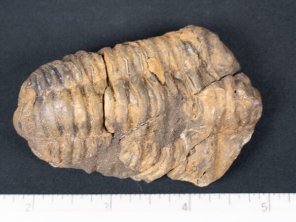 FOSSIL171