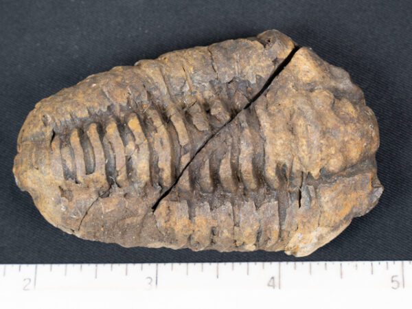 FOSSIL172