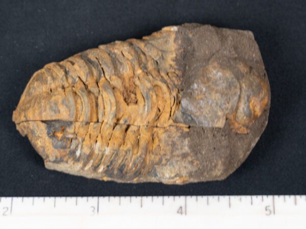 FOSSIL173