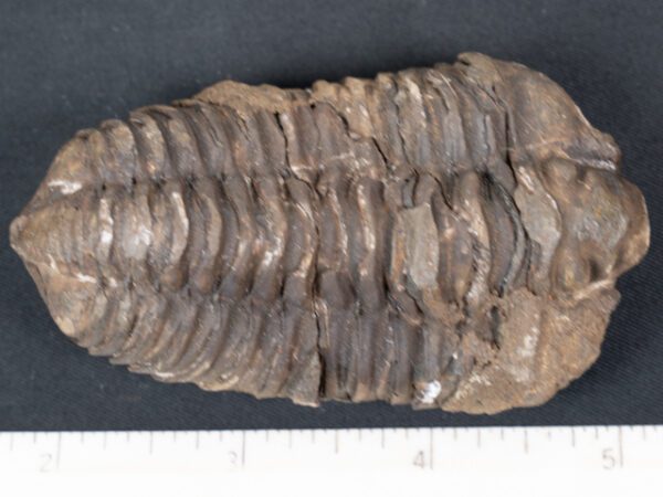 FOSSIL174