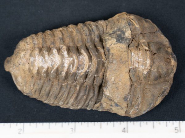 FOSSIL175
