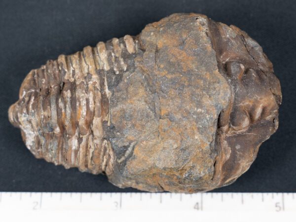 FOSSIL176