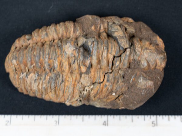 FOSSIL177