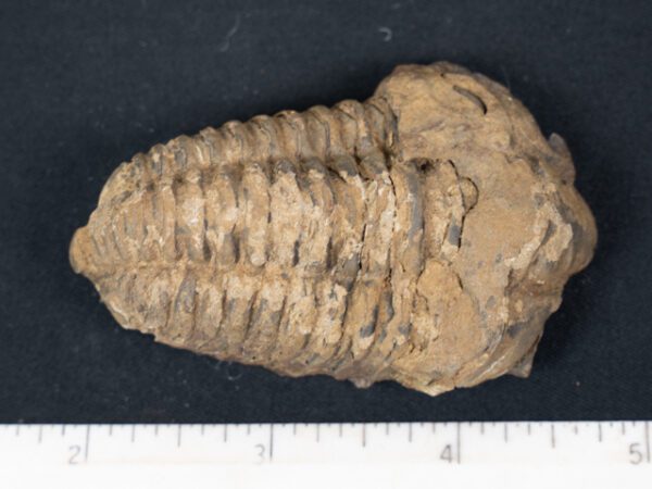 FOSSIL179